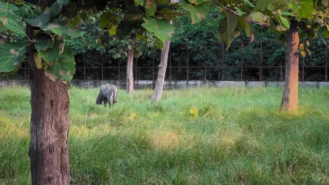 A solitary nilgai grazes calmly in tall green grass, its grey-blue form partially framed by trees as warm light filters across the quiet enclosure.