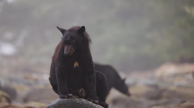 Black bear along the river in British Columbia, looking for salmon to feed on before going into hibernation for the winter