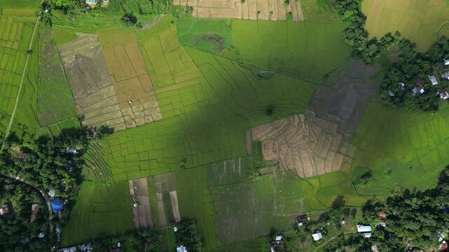 A higher gliding top view of Bagabag rice fields reveals patchwork textures beneath drifting cloud shadows Bagabag, Nueva Vizcaya, Philippines