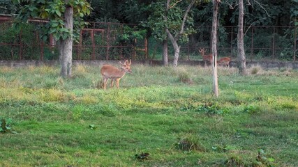 A hog deer stands grazing in a green enclosure, its stocky build and smooth golden-brown coat visible as it feeds quietly beneath scattered trees.
