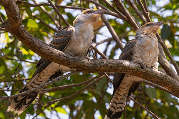 Pair of juvenile channel-billed cuckoos (Scythrops novaehollandiae), Sydney, Australia. 