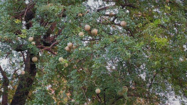 Static shot of a bael tree canopy filled with round pale fruits hanging among dense green leaves, branches spreading wide against soft evening light and calm sky.