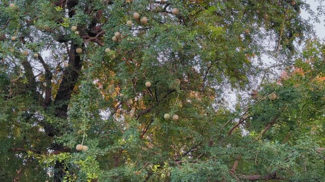 Static view of a mature bael tree with numerous round fruits hanging from spreading branches, dense green foliage filling the frame under soft natural daylight.