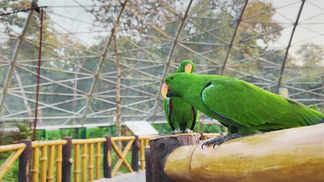 Two eclectus parrots perch on a wooden fence as one spreads red and green wings and lifts off, motion frozen against geometric aviary structure in daylight.