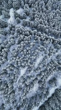 Aerial Overhead view of Snow-Covered Dense Larch Forest