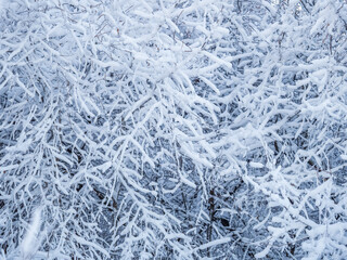 Tree branches in winter covered with snow and frost in snowfall. Frozen tree branches.