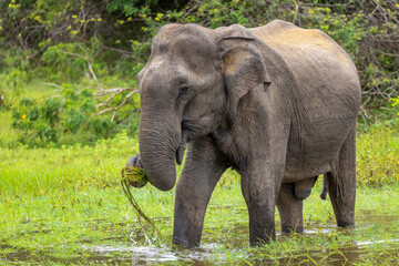 Fototapeta premium Sri Lankan Elephant (Elephas maximus maximus) Feeding on Aquatic Vegetation in Shallow Water, Yala National Park, Sri Lanka