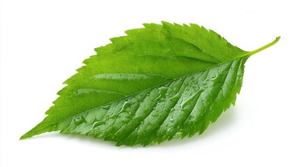 Fototapeta premium Fresh green leaf isolated on white background