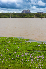 Freshwater Wetland Habitat in Yala National Park, Sri Lanka