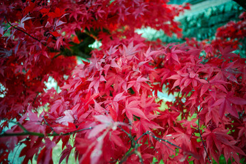 Closeup red maple leaves on the branches during the autumn season