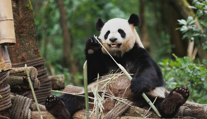 Fototapeta premium One giant panda in the forest