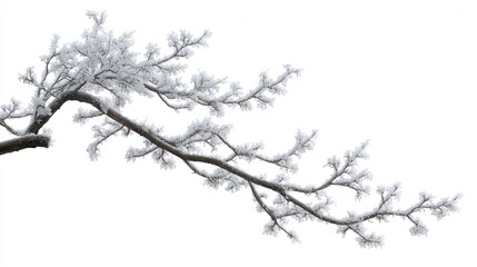 Frost-covered branch silhouette isolated on white background