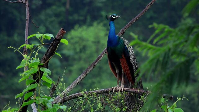 Indian peacock resting on tree branch in forest. Closeup wildlife video captures an indian peacock perched peacefully on a tree branch in a forest during monsoon season in Himachal Pradesh, India.