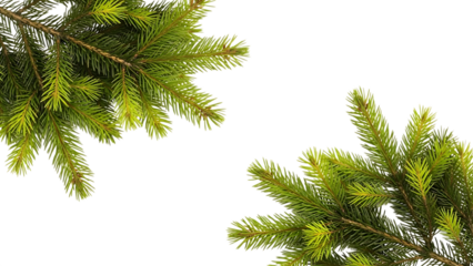 Fresh pine branches against white background isolated on transparent background