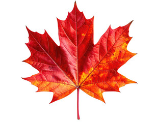 A vibrant, colorful maple leaf with red, orange, and yellow hues on black