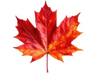 A vibrant, colorful maple leaf with red, orange, and yellow hues on black
