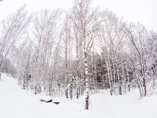Beautiful winter landscape. Trees in the snow in a clearing on a cold day.