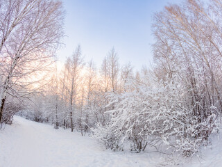 Beautiful winter landscape. Trees in the snow in a clearing on a cold day.
