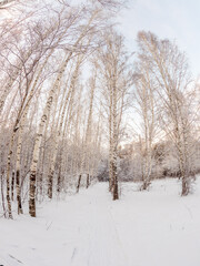 Beautiful winter landscape. Trees in the snow in a clearing on a cold day.