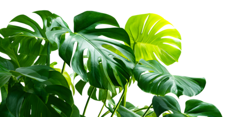 Lush green monstera leaves isolated on white background