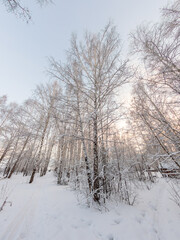 Fototapeta premium Beautiful winter landscape. Trees in the snow in a clearing on a cold day.