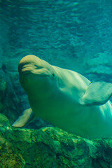 Naklejka premium Beluga Whale at Nagoya Port Aquarium, Aichi, Japan