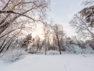 Fototapeta premium Beautiful winter landscape. Trees in the snow in a clearing on a cold day.