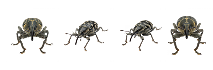 Weevil Beetle Collection with Oil Paint Texture, Curculionoidea Snout Beetle Set Isolated on Transparent PNG Background