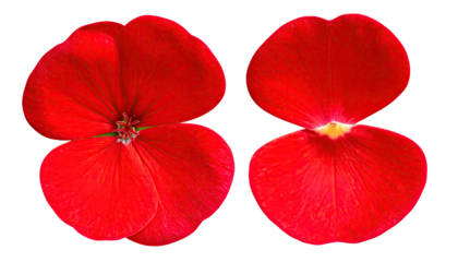 Two vibrant red flowers, petal details, isolated on black