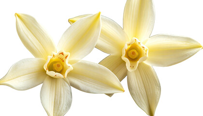 Two cream-colored, star-shaped flowers with yellow centers