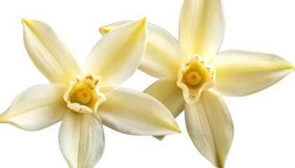 Two cream-colored, star-shaped flowers with yellow centers