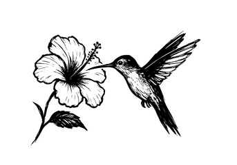 Obraz premium Hummingbird Sketch Hand Drawn Illustration Vector by AZ for Books, Arts, Design and Decoration Graphic Asset