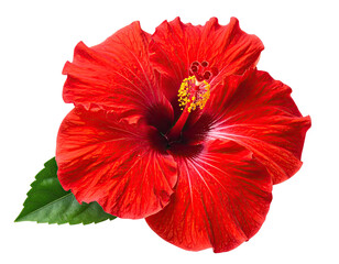 Vivid red hibiscus bloom with green leaf, isolated on a transparent backdrop