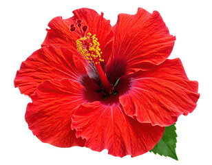 Vivid red flower with yellow stamen and a single green leaf