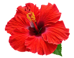 Vivid red flower with yellow stamen and a single green leaf