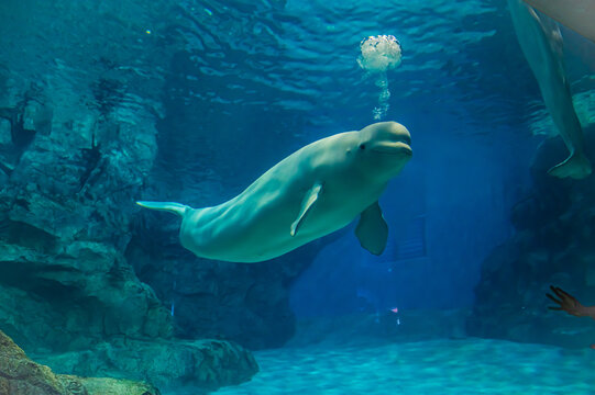 Beluga Whale at Nagoya Port Aquarium, Aichi, Japan