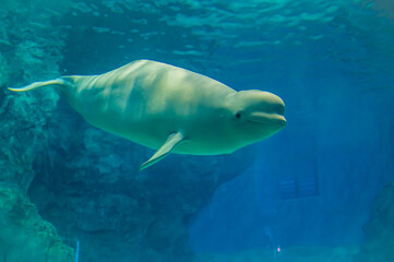 Fototapeta premium Beluga Whale at Nagoya Port Aquarium, Aichi, Japan