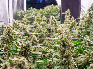Indoor cannabis plant cultivation with mature flower growth.