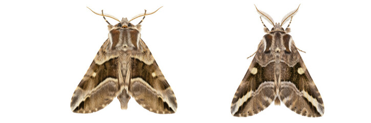 Set of Two Realistic Moths, PNG Clipart