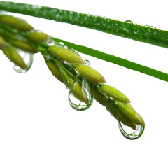 Close-up of rice plant with water droplets on fresh green grains. or transparent background