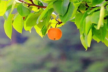 잘 익은 노란 과일 배
