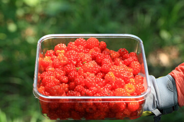 여름 산에서 수확한 잘 익은 붉은 과일