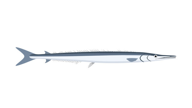 Long thin fish illustration with pointed snout in modern flat design on white background perfect for marine life education and clean visual projects