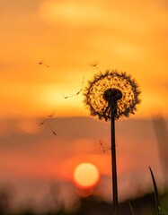 Fototapeta premium Close-up of a dandelion releasing seeds during a fiery sunset