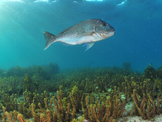Large Australasian snapper Pagrus auratus above field of brown sea weeds. Location: Leigh New Zealand