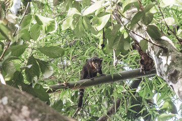 Obraz premium Coati coatis climb trees and branches on Ilha Grande Brazil.
