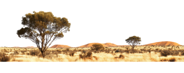 Desert Landscape: An expansive desert landscape unfolds, with weathered trees and rugged hills meeting the vast sky in a scene of serene isolation.