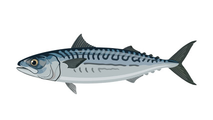 A Detailed Illustration of a Mackerel Fish with Distinctive Wavy Markings and Fins