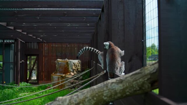 Two ring-tailed lemurs sit on wooden beams inside an outdoor enclosure, calmly observing their surroundings near ropes and a small waterfall feature.