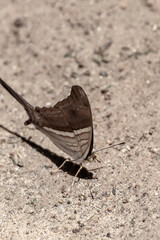 Tropical yellow brown black striped butterfly on the ground in Brazil.